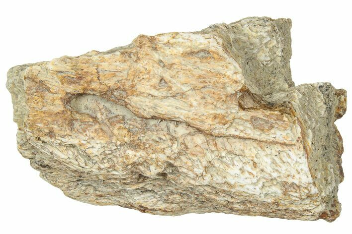 Dinosaur (Triceratops) Frill Shield Section - Montana #330132